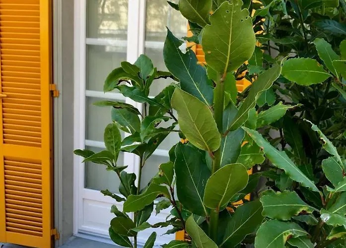 Liberty And Breakfast 3* ボルゴ・ヴァル・ディ・ターロ